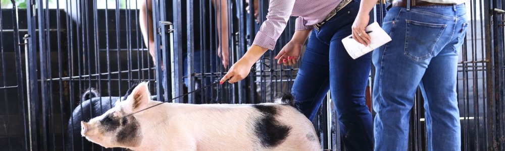 Show Pig Feeding Secrets: Tips for Every Growth Stage