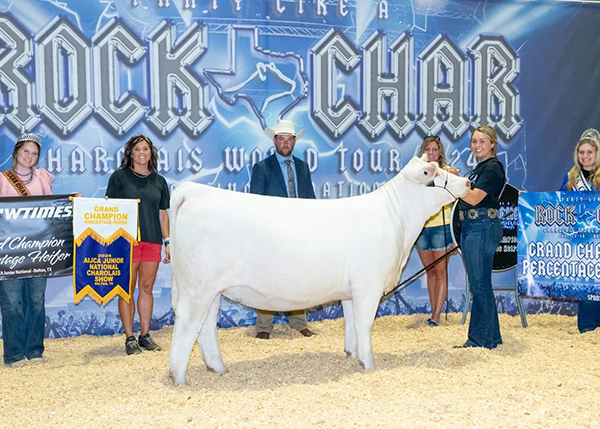 2024 Grand Champion Percentage Heifer