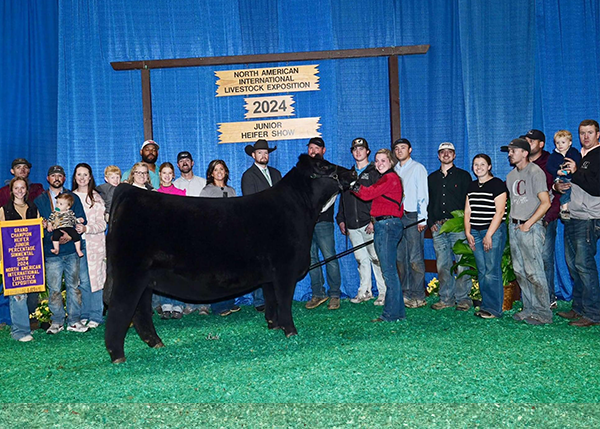 2024 Grand Champion Junior Percentage Simmental Heifer