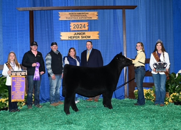 2024 Reserve Champion Junior Chiangus Female