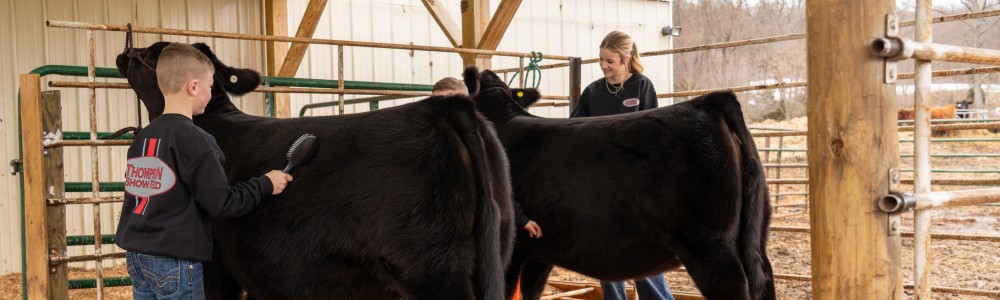 Get Show-Ready! What to Feed Your Swine, Cattle & Goats for a Winning Season
