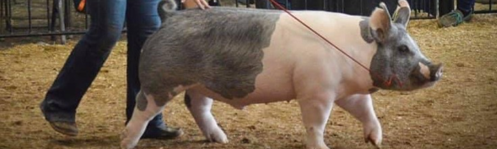 Good Luck Charms in the Show Ring: Traditions and Surprises for Cattle, Swine, and Goat Showmen
