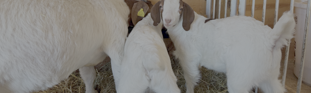 Feeding and Raising Show Goats for FFA & 4-H Projects: Why Nutrition After Weaning Matters Most