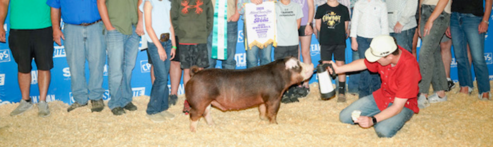 Debunking Myths: Feeding Strategies for Your Show Pig