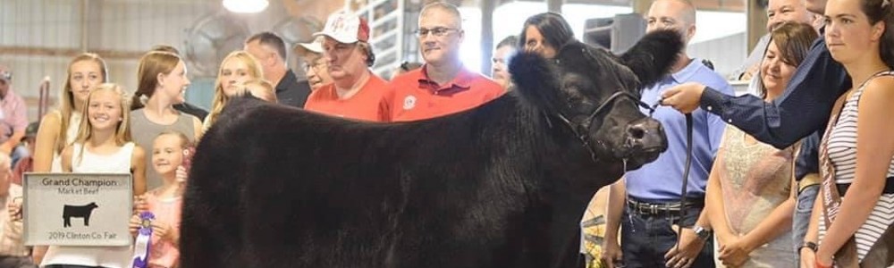 Optimizing Nutrition: What Your Show Cattle Really Need