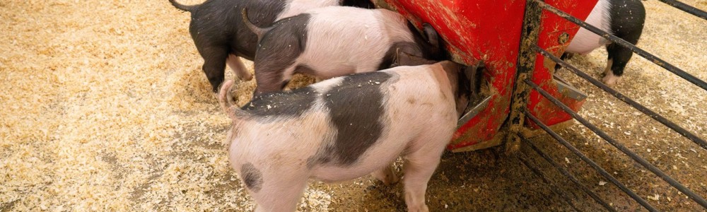 How to Adjust Feed When the Weather Changes (Heat, Humidity, Cold)