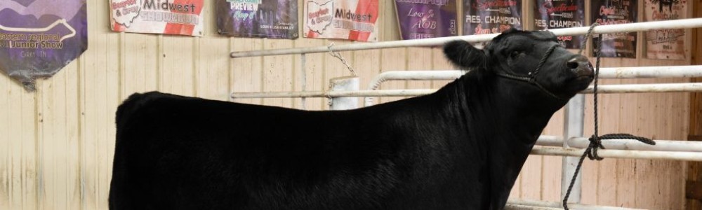 How to Feed and Condition Show Steers and Heifers for Winter Jackpot Season