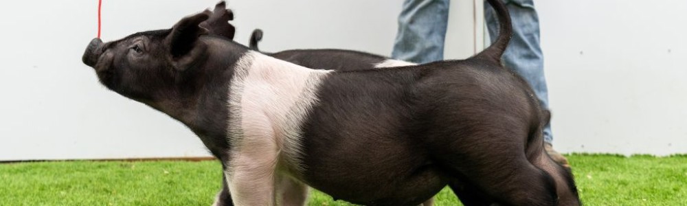 How to Keep Your Show Pig Fresh, On Weight, and Jackpot-Ready