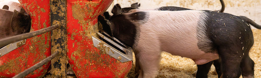 Stage-by-Stage Feeding Plans for Show Pigs: From Weaning to Ring